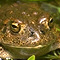 Yosemite toad, Bufo canorus
