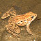 California red-legged frog, Rana aurora draytonii