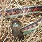 San Francisco garter snake, Thamnophis sirtalis tetrataenia