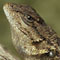 Sceloporus occidentalis with tick