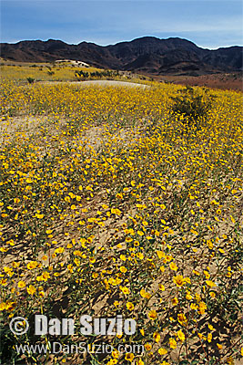 Death Valley Photographers Guide