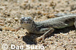 Zebra-tailed lizard, Callisaurus draconoides