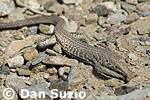 Great Basin whiptail, Cnemidophorus tigris tigris