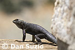 Western fence lizard, Sceloporus occidentalis 