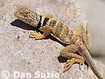 Great Basin collared lizard, Crotaphytus insularis bicinctores