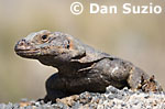 Western chuckwalla, Sauromalus obesus obesus