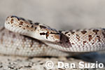 Arizona elegans, Glossy snake