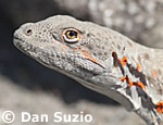 Leopard lizard, Gambelia wislizenii