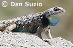 Sceloporus magister, Desert spiny lizard