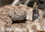 Panamint Rattlesnake, Crotalus mitchellii stephensi