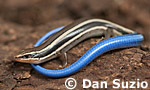 Eumeces skiltonianus skiltonianus, Western skink