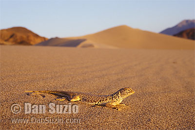 Death Valley Photographers Guide