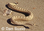 Mojave desert sidewinder, Crotalus cerastes