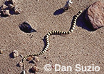 Mojave shovel-nosed snake, Chionactis occipitalis