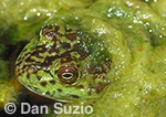 Bullfrog, Rana catesbeiana