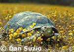 Desert tortoise,  Gopherus agassizii, Xerobates agassizii, 