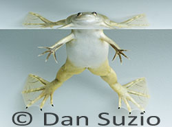 African Clawed Frog