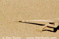 Colorado fringe-toed lizard