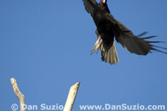 Turkey vulture