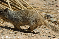 Rock squirrel