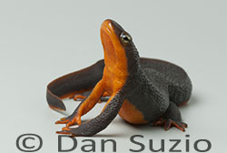 Rough-skinned Newt