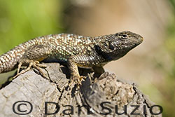 Western Fence Lizard