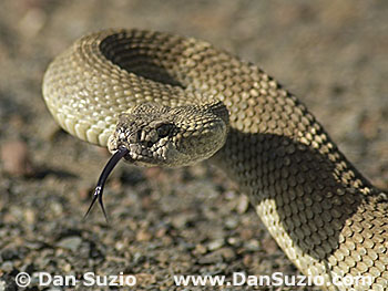 Northern Pacific Rattlesnake, Crotalus viridis oreganus