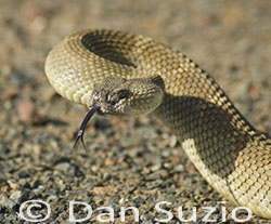 Northern Pacific Rattlesnake