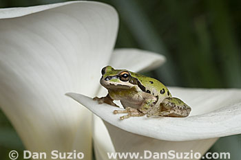 Pacific treefrog, Hyla regilla