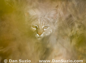 Bobcat, Lynx rufus