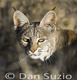 Bobcat