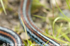 San Francisco garter snake
