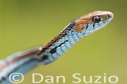 San Francisco Garter Snake