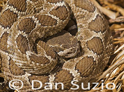 Northern Pacific Rattlesnake