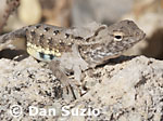 Holbrookia maculata, Lesser earless lizard