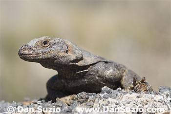 Chuckwalla