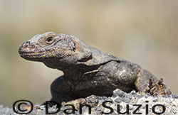 Chuckwalla