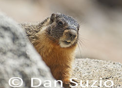 Yellow-bellied Marmot