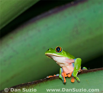 Blue-sided treefrog