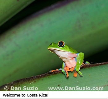 Blue-sided treefrog or Coffee frog, Agalychnis annae
