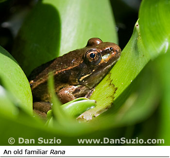 Forrer's grass frog or leopard frog, Rana forreri