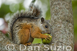 Variegated Squirrel