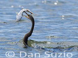 Anhinga