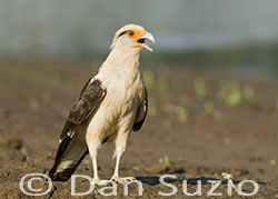 Yellow-headed Caracara