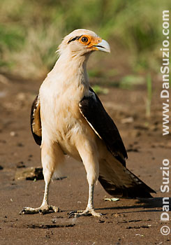 Yellow-headed caracara