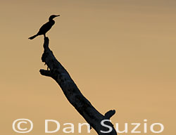 Neotropical Cormorant