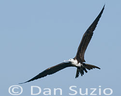 Magnificent Frigatebird