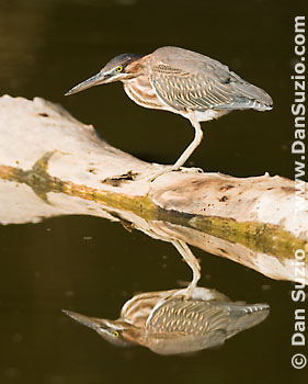 Green heron