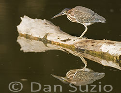 Green Heron