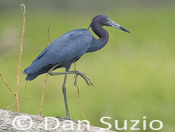 Little Blue Heron